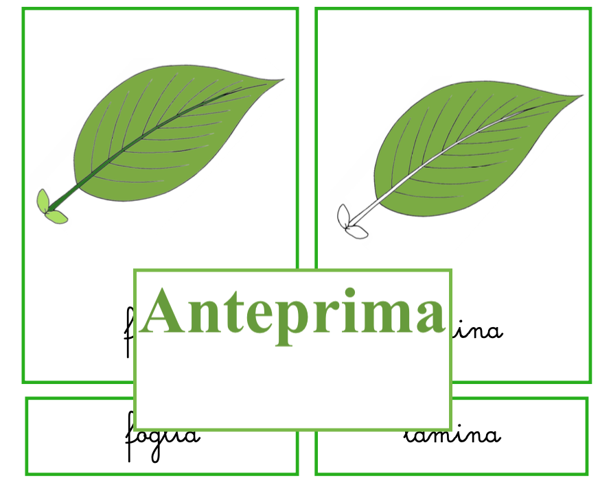 Percorso per piccoli botanici; nomenclatura della foglia + libretto per l'ampliamento