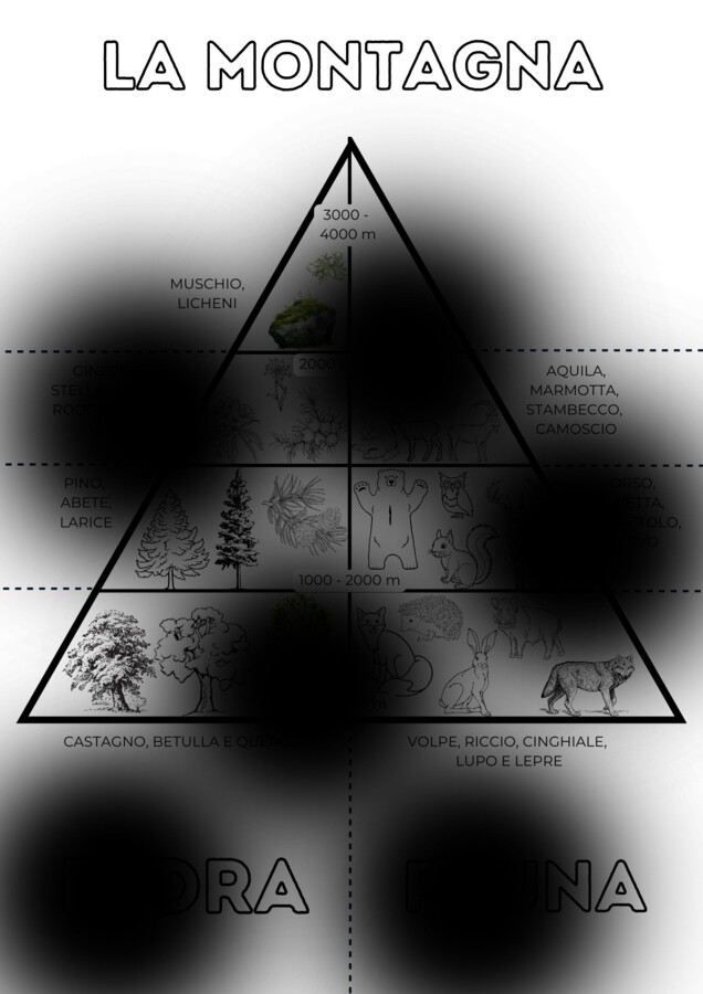 Flora e fauna della montagna - classe seconda Geografia