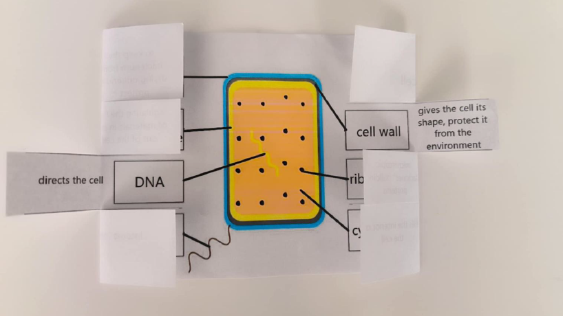 Cellula batterica / Bacterial cell – appunti con finestrelle apribili in inglese