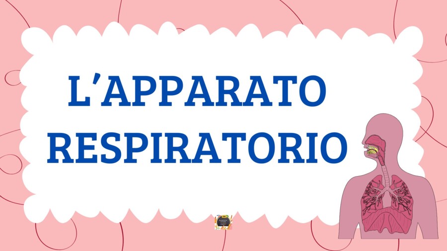 L'APPARATO RESPIRATORIO - QUADERNO DI SCIENZE CL. 5^ -