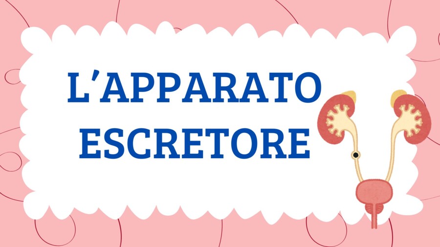L'APPARATO ESCRETORE - QUADERNO DI SCIENZE CL. 5^ -