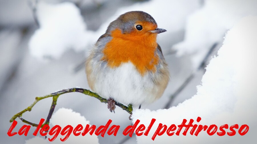 LA LEGGENDA DEL PETTIROSSO
