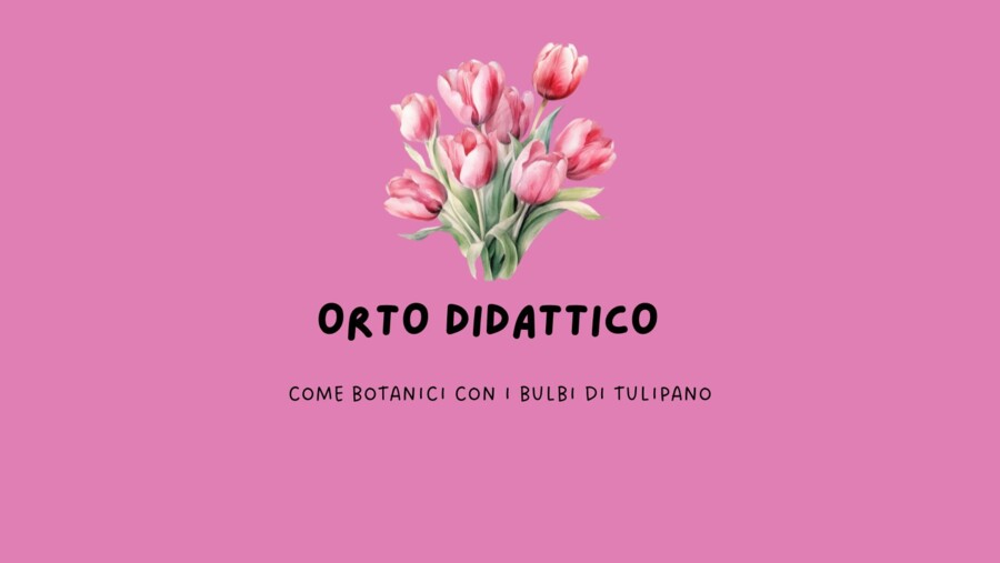 COME BOTANICI - I BULBI DI TULIPANO