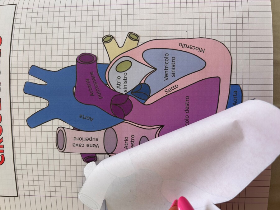 APPARATO CARDIACO - MODELLO APRIBILE