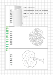 Pacchetto matematica + scienze classe II
