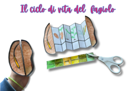 Il ciclo di vita del fagiolo