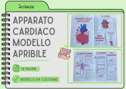 APPARATO CARDIACO - MODELLO APRIBILE