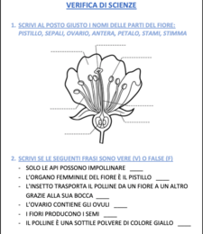 VERIFCA SCIENZE FIORE E FRUTTO