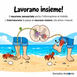 I 3 tipi di neuroni – Scheda didattica di scienze per la scuola primaria