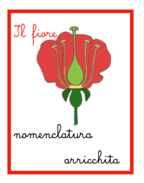 Nomenclatura arricchita del fiore classi 1-5