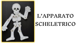 IL SISTEMA SCHELETRICO: videolezione facile + modellino da scaricare