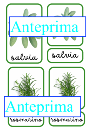 Nomenclatura arricchita delle erbe aromatiche