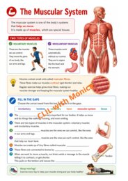 CLIL Science The Human Body classe 5^