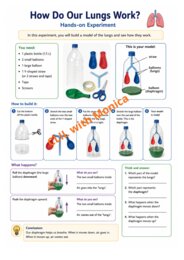 CLIL Science The Human Body classe 5^