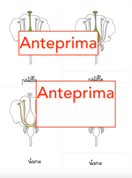 Nomenclatura arricchita del fiore classi 1-5