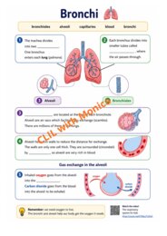 CLIL Science The Human Body classe 5^