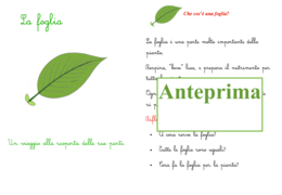 Percorso per piccoli botanici; nomenclatura della foglia + libretto per l'ampliamento