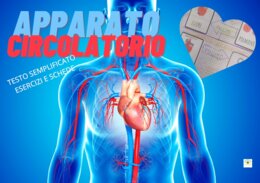 APPARATO CIRCOLATORIO SEMPLIFICATO