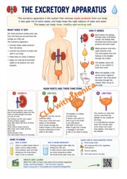 CLIL Science The Human Body classe 5^