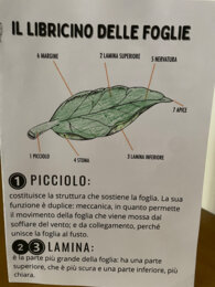Il libricino delle foglie