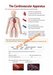 CLIL Science The Human Body classe 5^