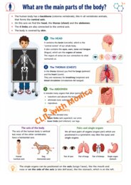 CLIL Science The Human Body classe 5^