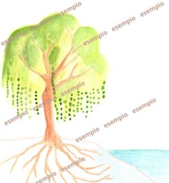 Cartelloni 1,2 e 3 di Botanica Montessori