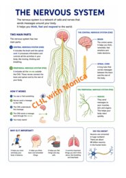 CLIL Science The Human Body classe 5^