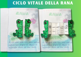 Ciclo vitale della rana