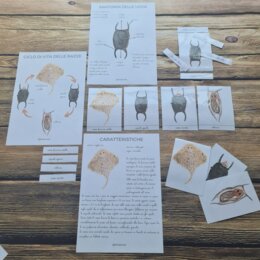 Carte Nomenclatura sulle RAZZE, sui pesci marini