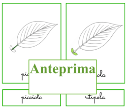Percorso per piccoli botanici; nomenclatura della foglia + libretto per l'ampliamento