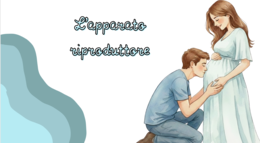 Presentazioni didattiche interattive: apparato riproduttore e ciclo mestruale