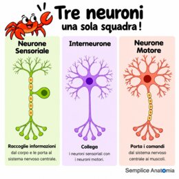 I 3 tipi di neuroni – Scheda didattica di scienze per la scuola primaria
