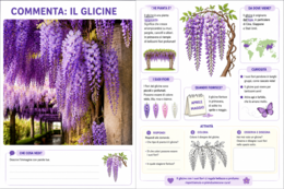 GLICINE