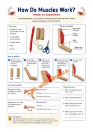 CLIL Science The Human Body classe 5^