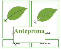 Percorso per piccoli botanici; nomenclatura della foglia + libretto per l'ampliamento