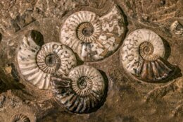 I FOSSILI