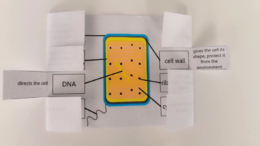 Cellula batterica / Bacterial cell – appunti con finestrelle apribili in inglese