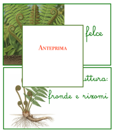 Tempo di spore:le felci-un percorso tra botanica, storia, dinosauri e poesia-per tutte le classi