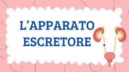 L'APPARATO ESCRETORE - QUADERNO DI SCIENZE CL. 5^ -