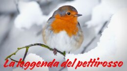 LA LEGGENDA DEL PETTIROSSO