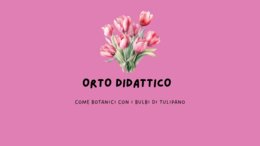 COME BOTANICI - I BULBI DI TULIPANO