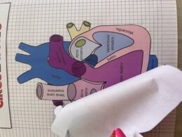 APPARATO CARDIACO - MODELLO APRIBILE