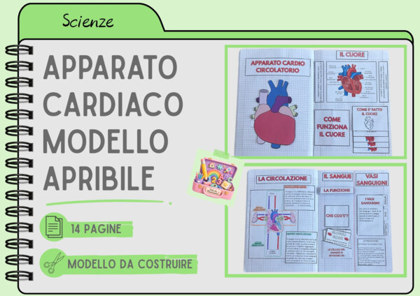 APPARATO CARDIACO - MODELLO APRIBILE