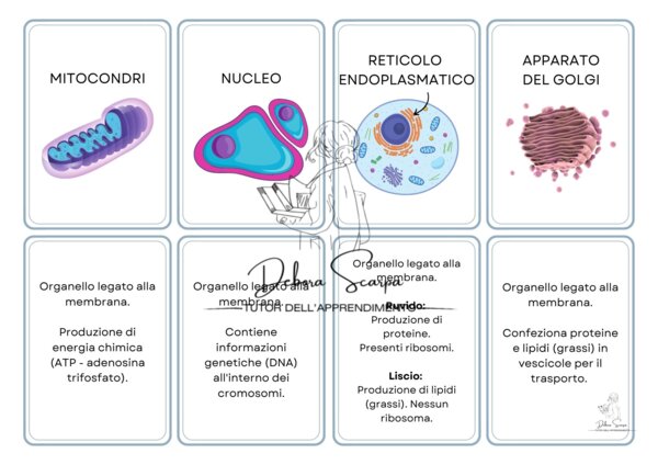 Cellule scienze