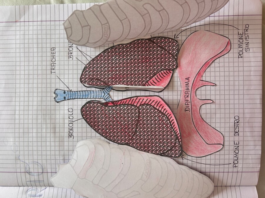 APPARATO RESPIRATORIO - MODELLO APRIBILE