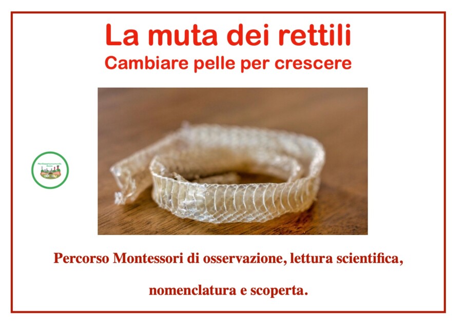 La muta dei rettili-cambiare pelle per crescere;percorso Montessori di osservazione, lettura scientifica, nomenclatura e scoperta