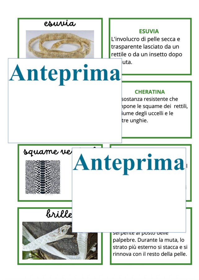 La muta dei rettili-cambiare pelle per crescere;percorso Montessori di osservazione, lettura scientifica, nomenclatura e scoperta