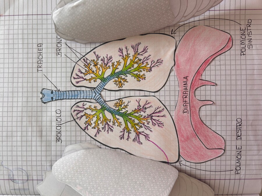 APPARATO RESPIRATORIO - MODELLO APRIBILE