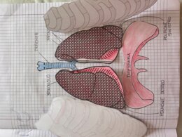 APPARATO RESPIRATORIO - MODELLO APRIBILE